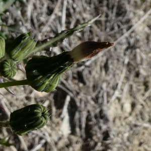 Photographie n°2283583 du taxon Sonchus oleraceus L. [1753]