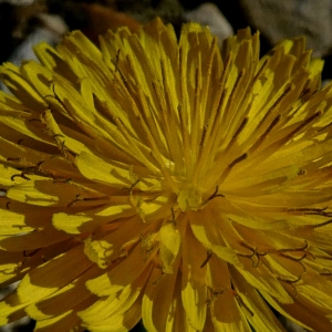 Photographie n°2283603 du taxon Crepis sancta (L.) Bornm. [1913]