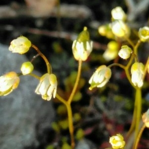 Photographie n°2283618 du taxon Draba verna L.