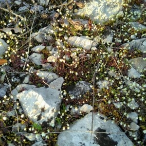 Photographie n°2283621 du taxon Draba verna L.