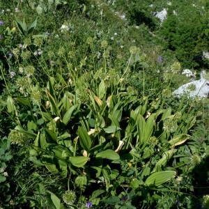 Photographie n°2283697 du taxon Allium victorialis L. [1753]