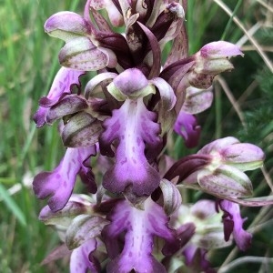 Photographie n°2283752 du taxon Himantoglossum robertianum (Loisel.) P.Delforge