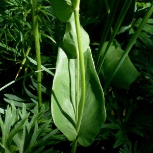 Photographie n°2283780 du taxon Bupleurum longifolium subsp. longifolium 