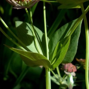  - Bupleurum longifolium subsp. longifolium 