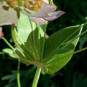  - Bupleurum longifolium subsp. longifolium 