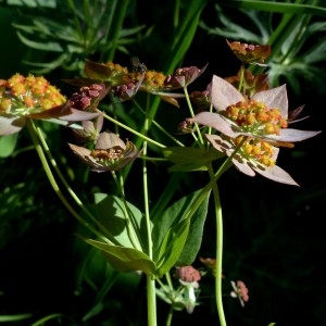  - Bupleurum longifolium subsp. longifolium 