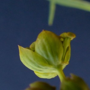 Photographie n°2283792 du taxon Bupleurum ranunculoides subsp. ranunculoides 