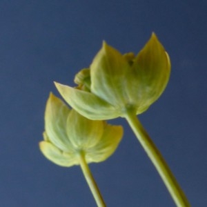 Photographie n°2283793 du taxon Bupleurum ranunculoides subsp. ranunculoides 