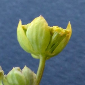  - Bupleurum ranunculoides subsp. ranunculoides 