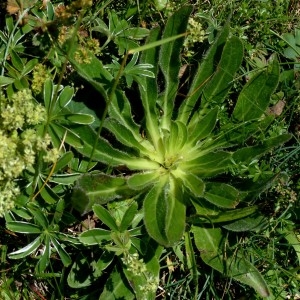 Photographie n°2283807 du taxon Campanula thyrsoides L. [1753]