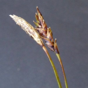 Photographie n°2283821 du taxon Carex ferruginea Scop. [1772]