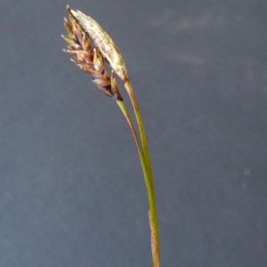 Photographie n°2283822 du taxon Carex ferruginea Scop. [1772]