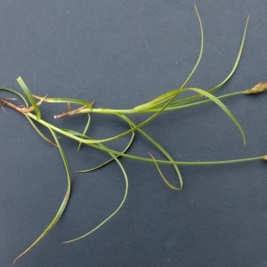 Photographie n°2283830 du taxon Carex ovalis Gooden. [1794]