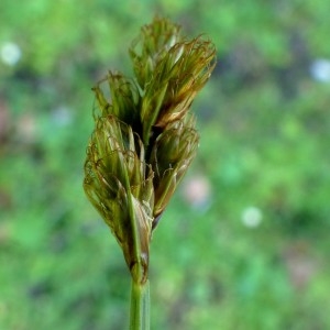 Photographie n°2283831 du taxon Carex ovalis Gooden. [1794]