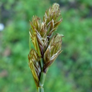 Photographie n°2283832 du taxon Carex ovalis Gooden. [1794]