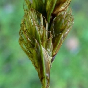 Photographie n°2283833 du taxon Carex ovalis Gooden. [1794]