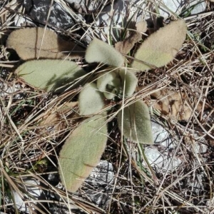 Photographie n°2283845 du taxon Verbascum thapsus L. [1753]