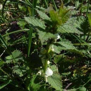 Photographie n°2283913 du taxon Lamium album L.