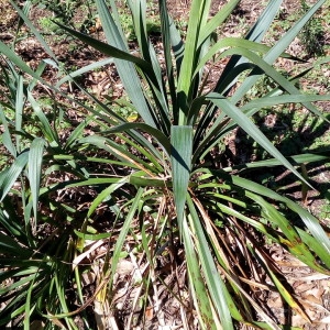 Photographie n°2283949 du taxon Yucca filamentosa L. [1753]