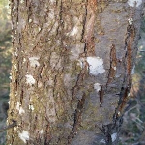 Photographie n°2283974 du taxon Prunus armeniaca L. [1753]