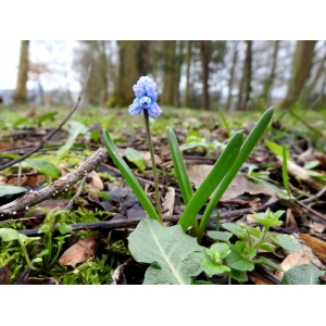 Muscari azureum Fenzl