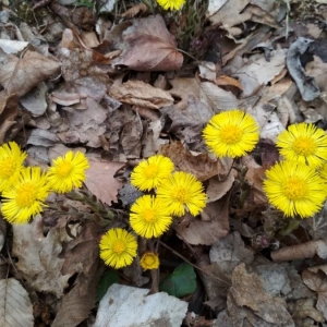 Photographie n°2283985 du taxon Tussilago farfara L. [1753]