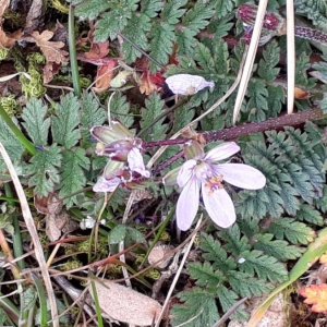 Photographie n°2284024 du taxon Erodium cicutarium (L.) L'Hér. [1789]