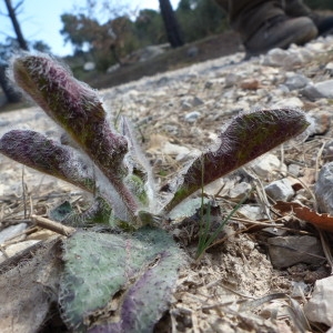 Photographie n°2284029 du taxon Hieracium fragile Jord. [1849]