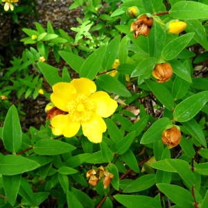 Photographie n°2284033 du taxon Hypericum x hidcoteense Hilling ex Geerinck