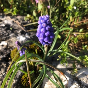 Photographie n°2284041 du taxon Muscari neglectum Guss. ex Ten. [1842]