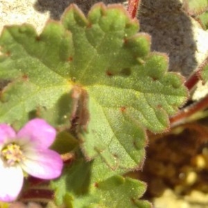 Photographie n°2284046 du taxon Geranium rotundifolium L.