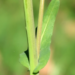 Photographie n°2284060 du taxon Brassica napus L. [1753]