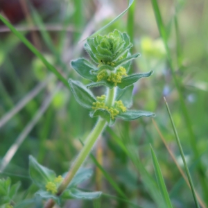 Photographie n°2284065 du taxon Cruciata laevipes Opiz [1852]