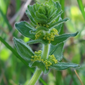 Photographie n°2284066 du taxon Cruciata laevipes Opiz [1852]