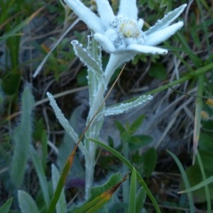 Photographie n°2284078 du taxon Leontopodium nivale subsp. alpinum (Cass.) Greuter [2003]