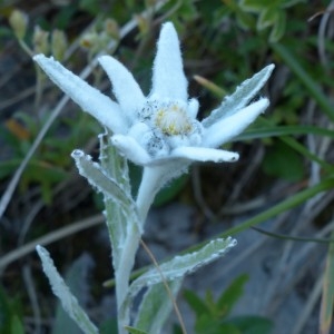 Photographie n°2284079 du taxon Leontopodium nivale subsp. alpinum (Cass.) Greuter [2003]