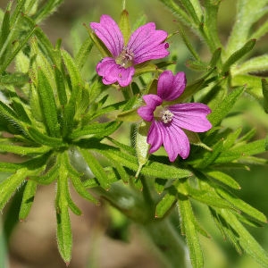 Photographie n°2284100 du taxon Geranium tuberosum L. [1753]