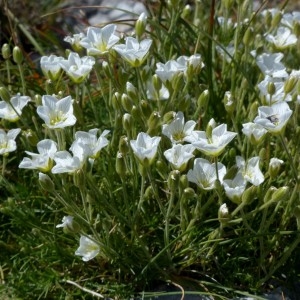 Photographie n°2284122 du taxon Minuartia capillacea (All.) Graebn. [1918]