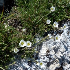 Photographie n°2284127 du taxon Minuartia capillacea (All.) Graebn. [1918]