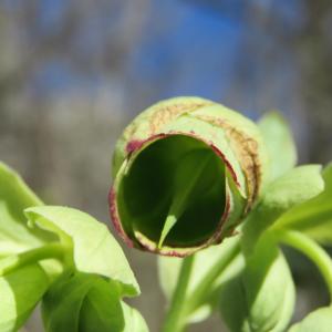 Photographie n°2284237 du taxon Helleborus foetidus L. [1753]