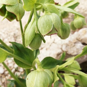 Photographie n°2284306 du taxon Helleborus foetidus L. [1753]