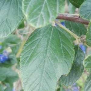 Photographie n°2284340 du taxon Ceanothus thyrsiflorus Eschsch. [1826]