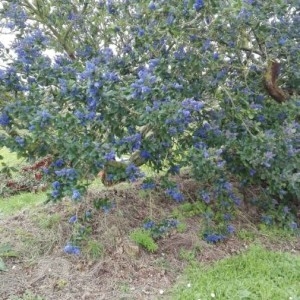 Photographie n°2284341 du taxon Ceanothus thyrsiflorus Eschsch. [1826]