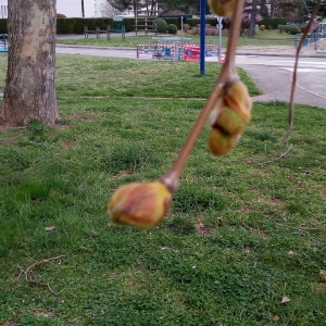 Photographie n°2284362 du taxon Platanus x hispanica Mill. ex Münchh. [1770]