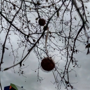 Photographie n°2284363 du taxon Platanus x hispanica Mill. ex Münchh. [1770]