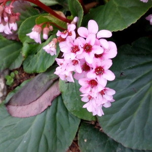 Photographie n°2284364 du taxon Bergenia crassifolia (L.) Fritsch [1889]