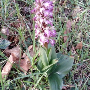 Photographie n°2284366 du taxon Himantoglossum robertianum (Loisel.) P.Delforge [1999]