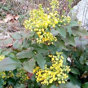 Photographie n°2284390 du taxon Berberis aquifolium Pursh [1814]