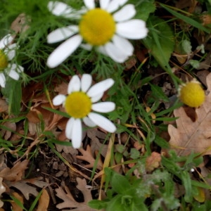 Photographie n°2284409 du taxon Matricaria chamomilla L. [1753]