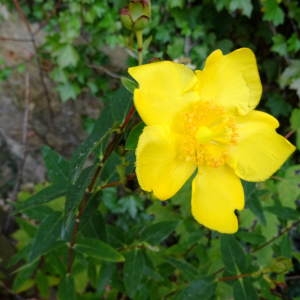 Photographie n°2284446 du taxon Hypericum x hidcoteense Hilling ex Geerinck